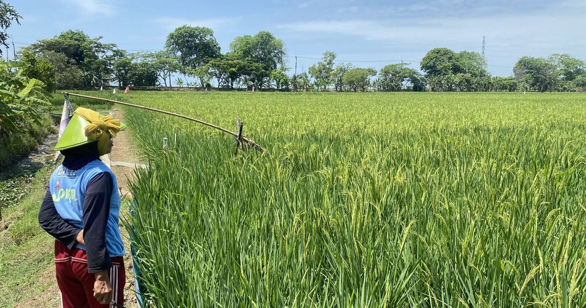 Terungkap! Di Balik Gemilangnya Ekonomi RI, Nasib Petani Justru Memprihatinkan: Ironi Kesejahteraan di Lumbung Pangan