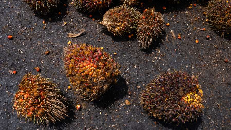 CPO Terbang 59%, Inilah Tiga Raksasa Penopang Ekspor Nonmigas Indonesia